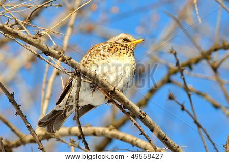 pamukçuk şube kış (Turdus burnu) üzerinde