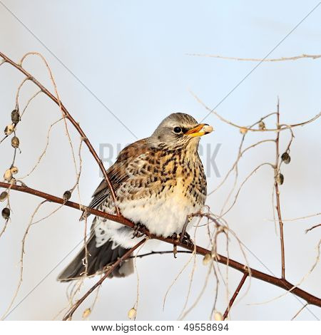 pamukçuk şube kış (Turdus burnu) üzerinde