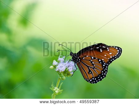 Queen butterfly