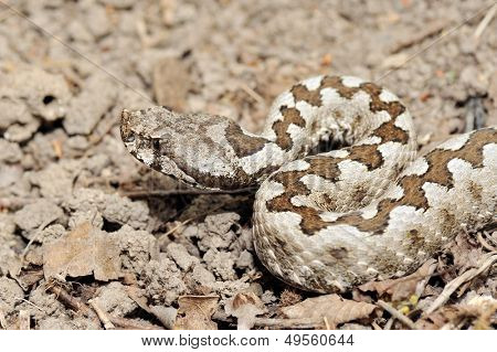 vipère de grand-duc (vipera ammodytes)
