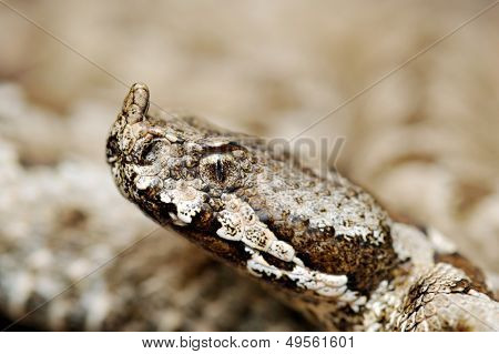 vipère de grand-duc (vipera ammodytes)