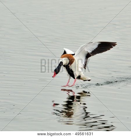 wilde ganzen op het meer (tadorna tadorna)
