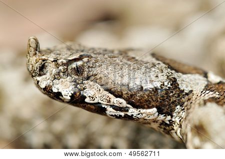 vipère de grand-duc (vipera ammodytes)