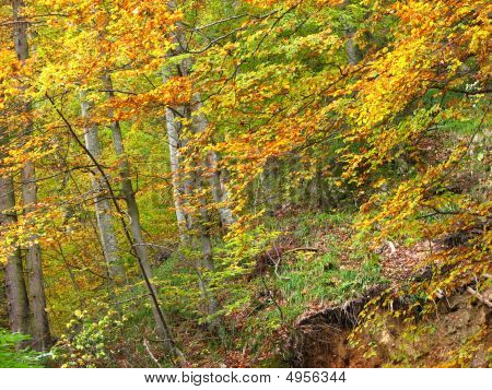 Värit Fall