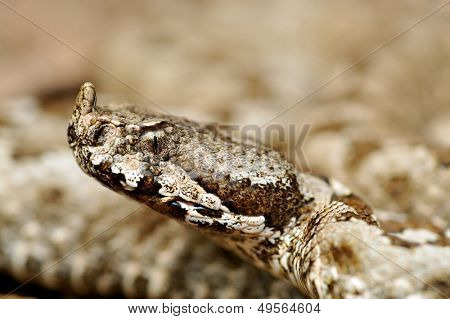 vipère de grand-duc (vipera ammodytes)