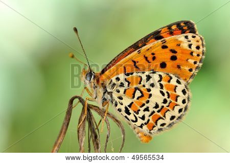 motyl w naturalnym środowisku (melitaea aethera)