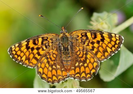 motyl w naturalnym środowisku (melitaea aethera)