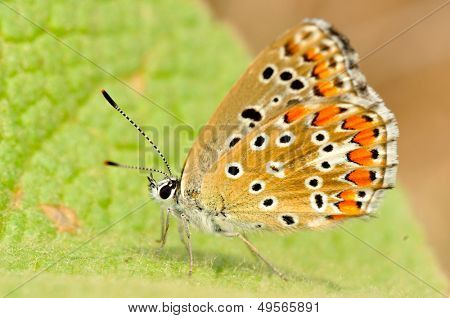 motyl w naturalnym środowisku (melitaea aethera)