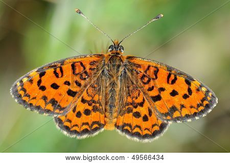 ผีเสื้อในผ่อนคลาย (melitaea aethera)