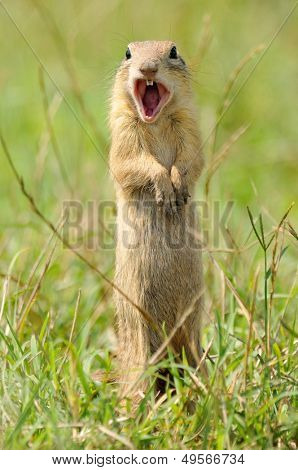 Prairie hond op veld in de zomer