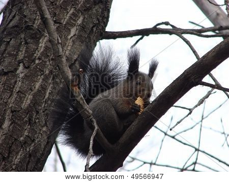 Squirrel