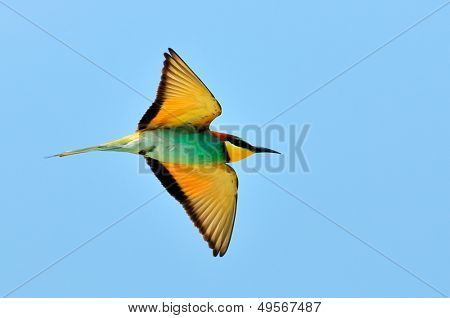 Avrupa arı kuşugiller (arı kuşu Apiaster) açık