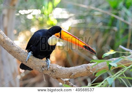 Tukan odkryty - Ramphastos toco