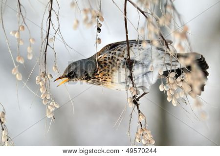 pamukçuk şube kış (Turdus burnu) üzerinde