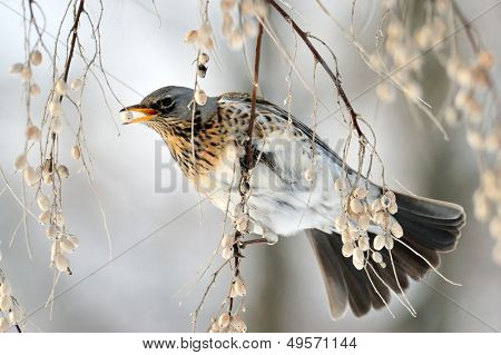 pamukçuk şube kış (Turdus burnu) üzerinde