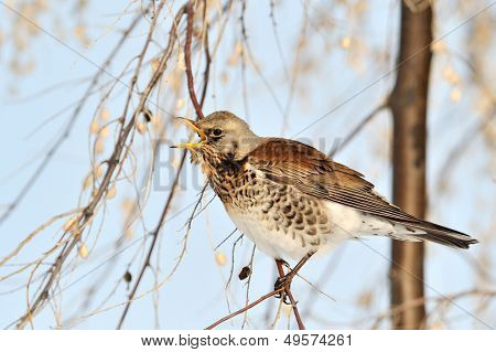 pamukçuk şube kış (Turdus burnu) üzerinde