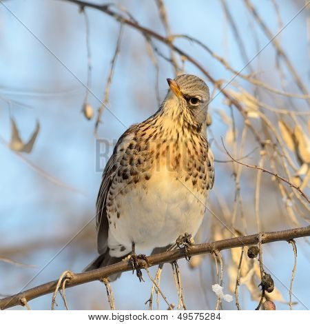 pamukçuk şube kış (Turdus burnu) üzerinde