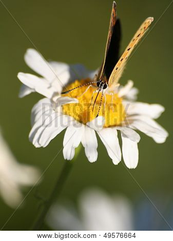 The Purple-shot Copper Butterfly On Mayweed