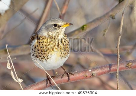 pamukçuk şube kış (Turdus burnu) üzerinde