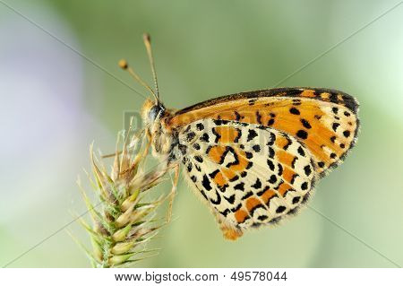 motyl w naturalnym środowisku (melitaea aethera)