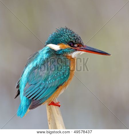 킹 피셔 (alcedo atthis)