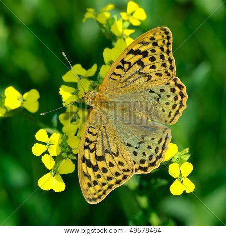 motyl w naturalnym środowisku (melitaea aethera)