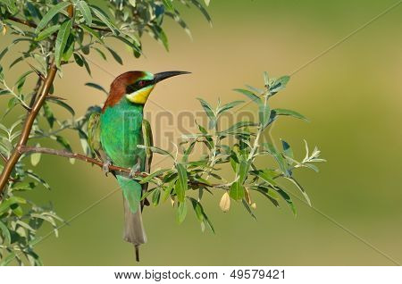 Avrupa arı kuşugiller (arı kuşu Apiaster) açık