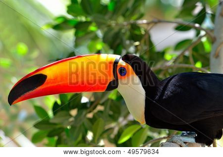  Tukan odkryty - Ramphastos sulphuratus