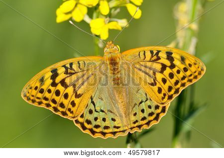  motyl w naturalnym środowisku (melitaea aethera)