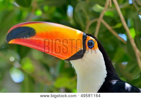  Tukan odkryty - Ramphastos sulphuratus