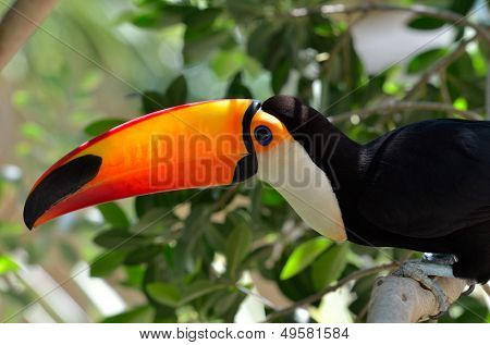Tukan odkryty - Ramphastos sulphuratus