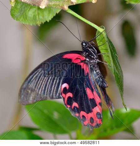  farfalle esotiche in habitat naturale (papilio memnon agenor)