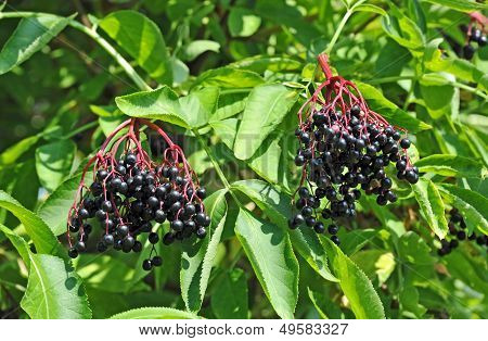 Some ripe elderberry on branch