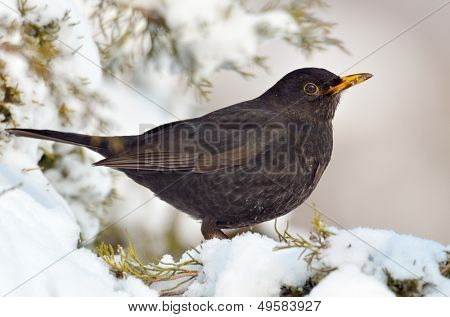 Merlo in habitat naturale (turdus merula)