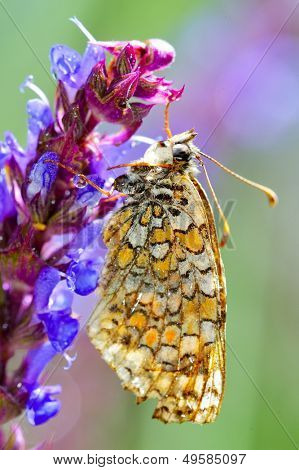 motyl w naturalnym środowisku (melitaea phoebe)