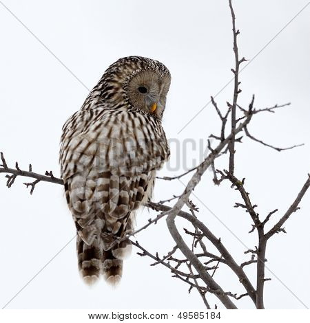 Ural ugle i naturlige habitat (strix uralensis)