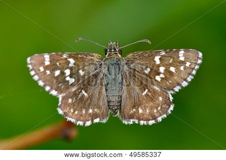 ผีเสื้อในผ่อนคลาย (pyrgus malvae)