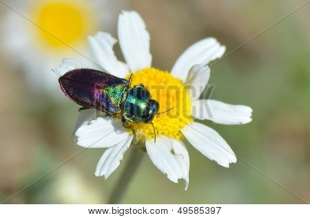 Bug na flor (anthaxia bicolor)