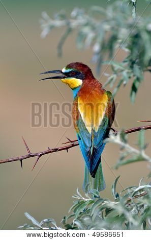 Avrupa arı kuşugiller (arı kuşu Apiaster) açık