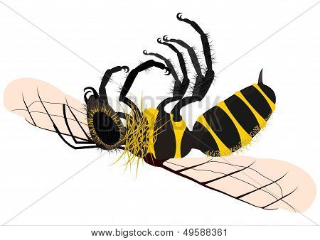 Dead Honey Bee