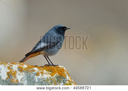 sorte Rødstjert i naturlige habitat (Phoenicurus ochruros)