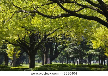 Japan Tokyo Marunouchi business district park
