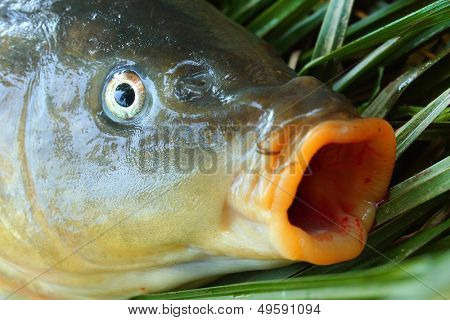 Capturas de la pesca. La carpa común (Cyprinus Carpio). En Europa Central (Polonia y República Checa),