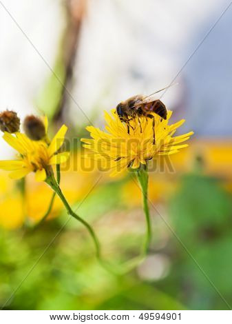 Honey Bee Gather Nectar From Yellow Flower