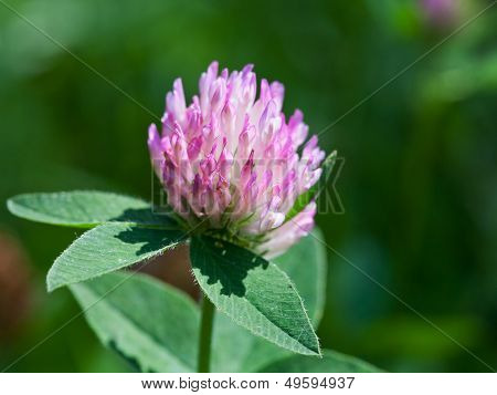 Flower Of Red Clover