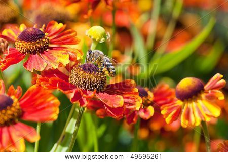 Honey Bee Sips Nectar From Gaillardia Flower