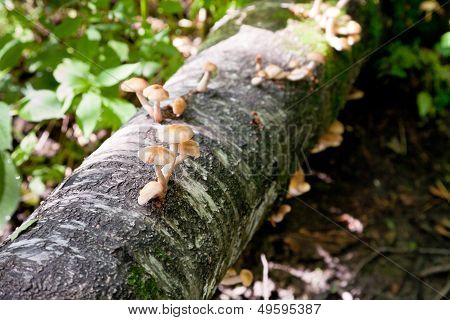 Mushrooms On Birch Trunk