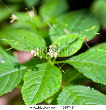 Impatiens květ