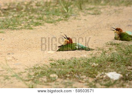 Chestnut Headed Bee Eater
