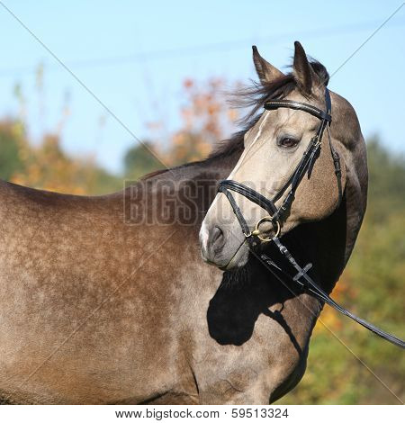 Portrait Of Nice Kinsky Horse With Bridle In Autumn